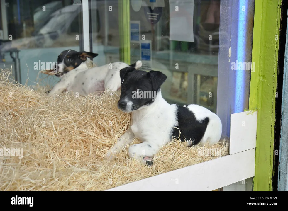 The Ending of Puppy Mills