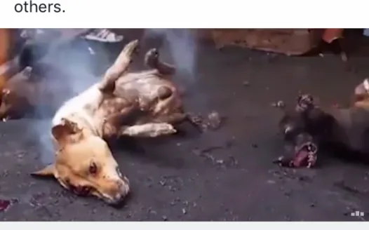 Stop Yulin 2018 - dog eating festival