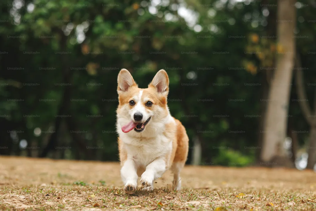Let Dogs Play 