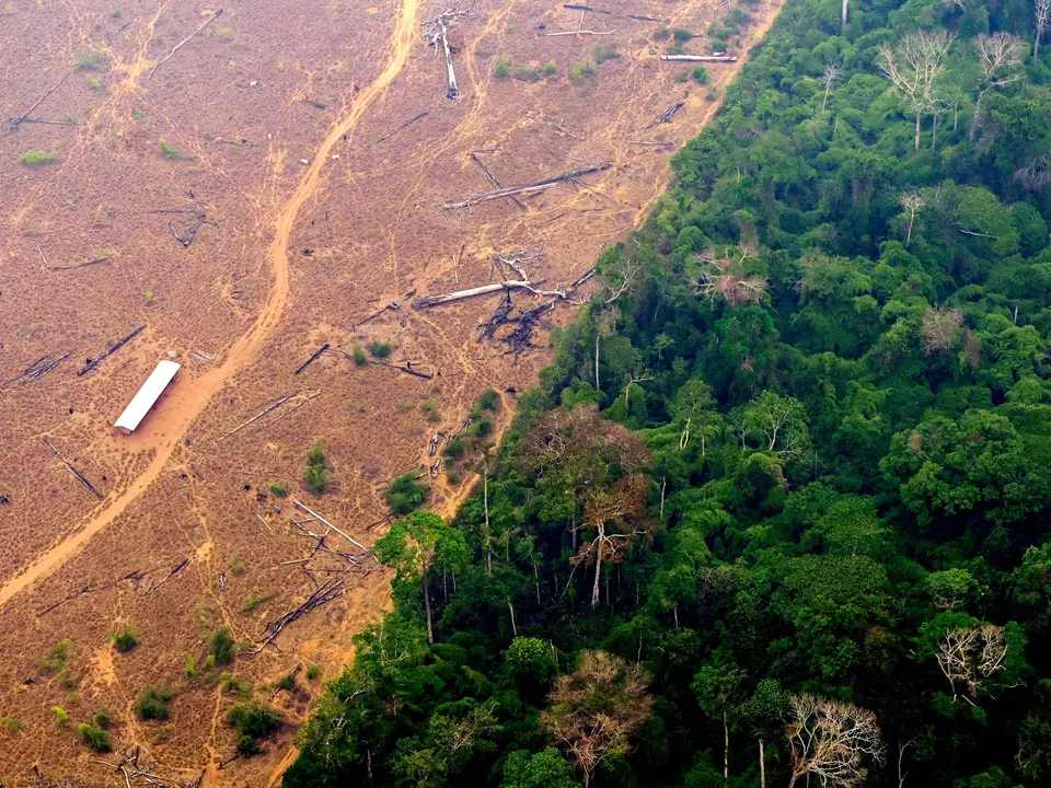 Stop Deforestation and Global issues