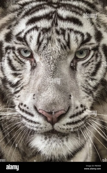 Save the White tigers!