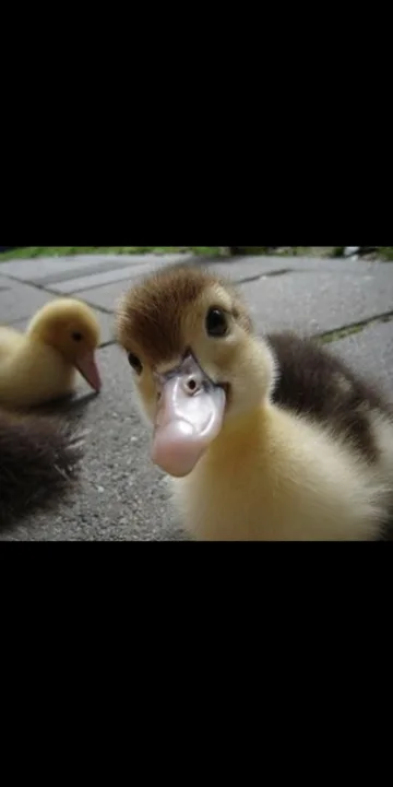 LET NAZJAE GET HER BABY DUCK (pls)