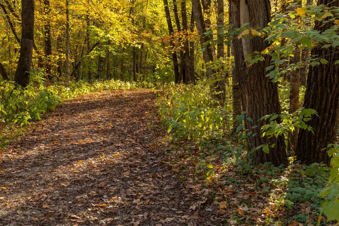 Keep Stanley Eddy Park Trails Open