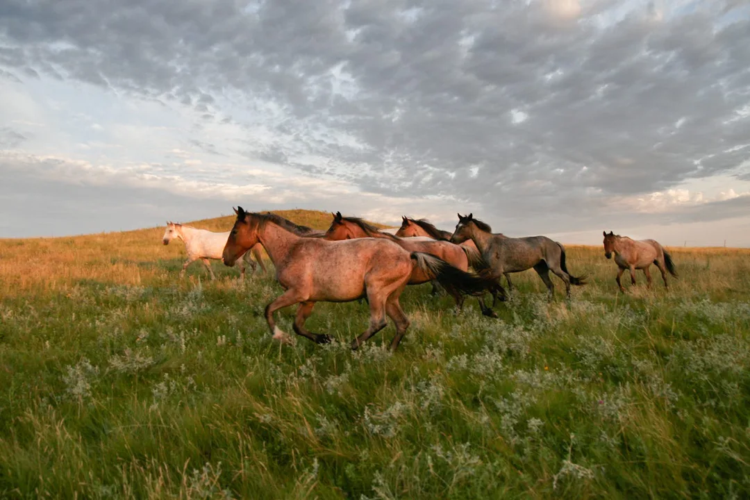 North Dakotans Against Slaughter