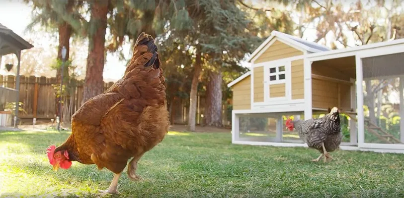 Fox Creek Farms Backyard Chickens
