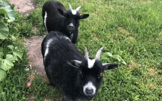 Save the Gentile Goats
