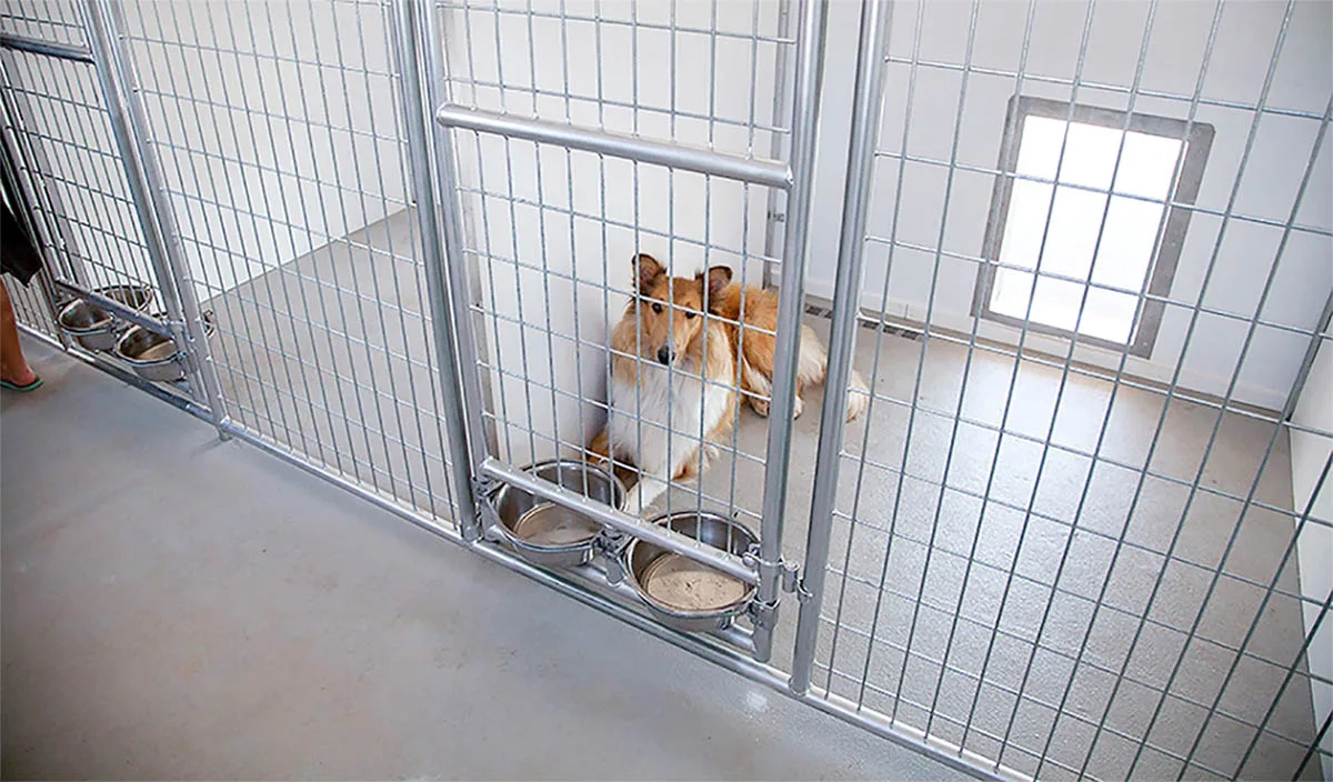 HELP SAVE DOGS FROM THE POUND