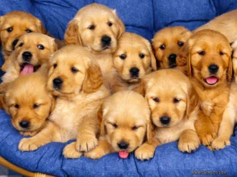 Puppies for AP Pain