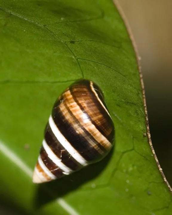 Protecting Tree Snail & Mycorrhizal Fungi