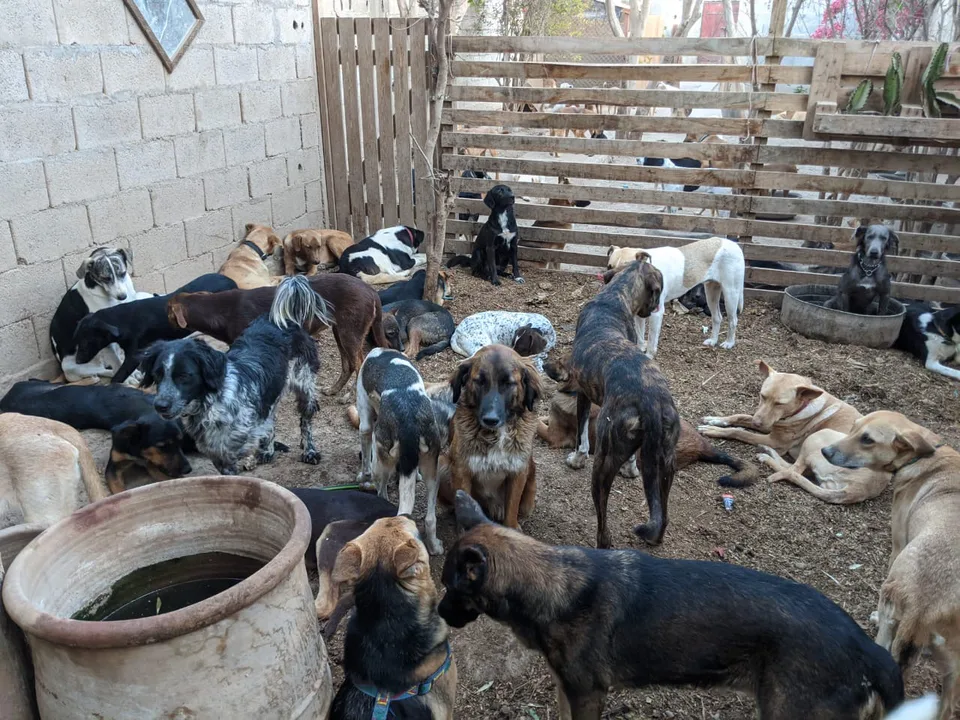 Saving the dying dogs in Ahpae Hanane 