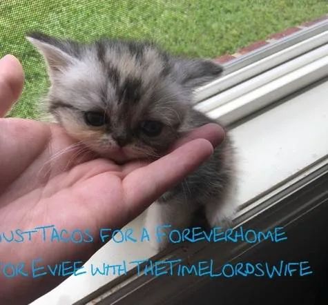 Let TheTimeLordsWife Keep Eviee