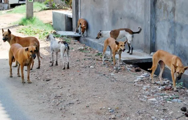 WE SAY NO TO THE NEW UPCOMING LAW FOR PLACING A LIMIT TO DOG OWNERSHIP – CYPRUS BY PETS2ADOPT