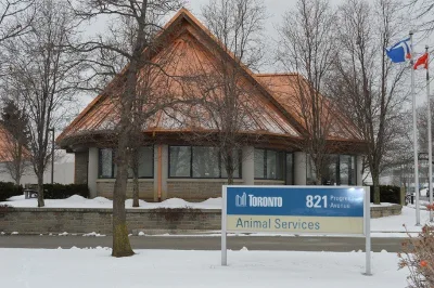 No Kill Toronto - Legislate Toronto Animal Services to be No Kill