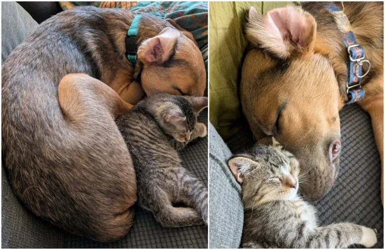 Stop Animal Abuse!