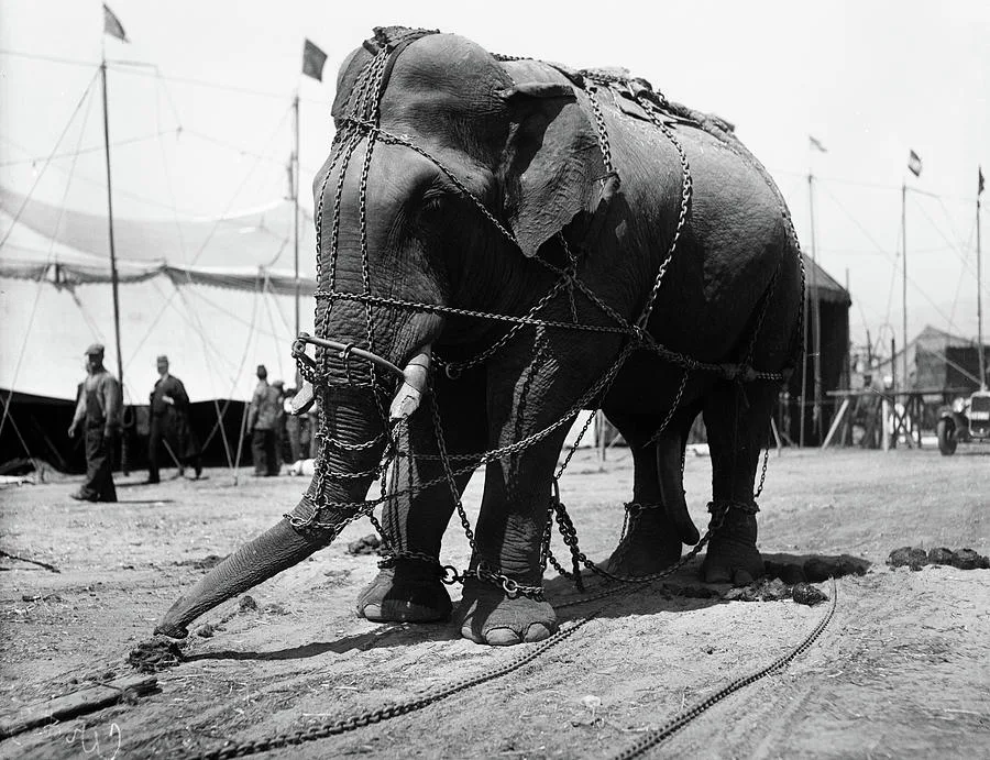 Stop Circuses from using animals!
