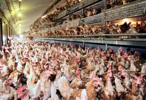 No Industrial Chickenhouses in Wicomico County MD Neighborhoods