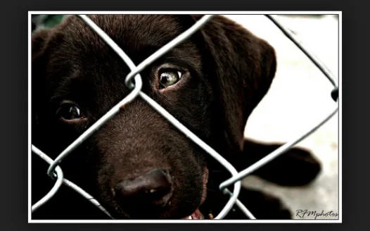 Don't Shop...Adopt!!