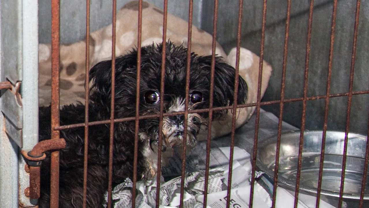 Ban puppy farms in the Uk
