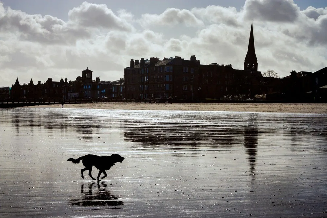 Don't let Portobello Beach become dog free!