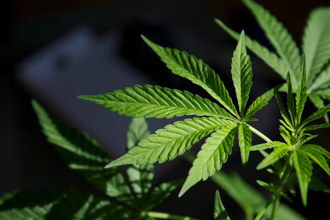 legalize marijuana in ohio