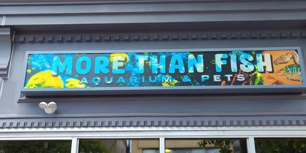 Against the proposed Ban on Pet Store Animal Sales