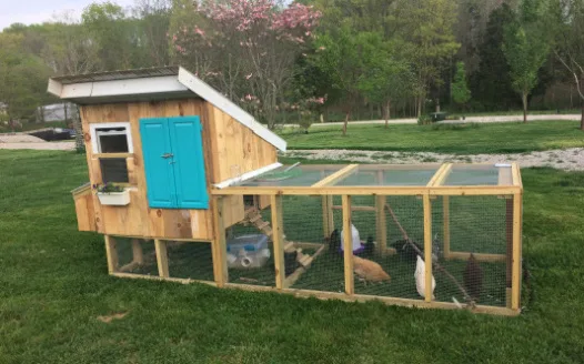 Allow Chickens in Lexington