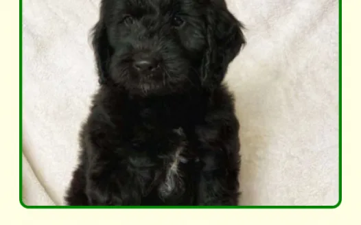 Help me Convice my dad to let me get this puppy!