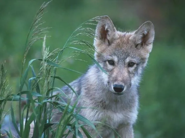 STOP DELISTING GRAY WOLVES