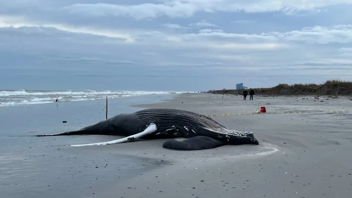 Protect Our Coast! Save the Whales! Stop offshore wind!