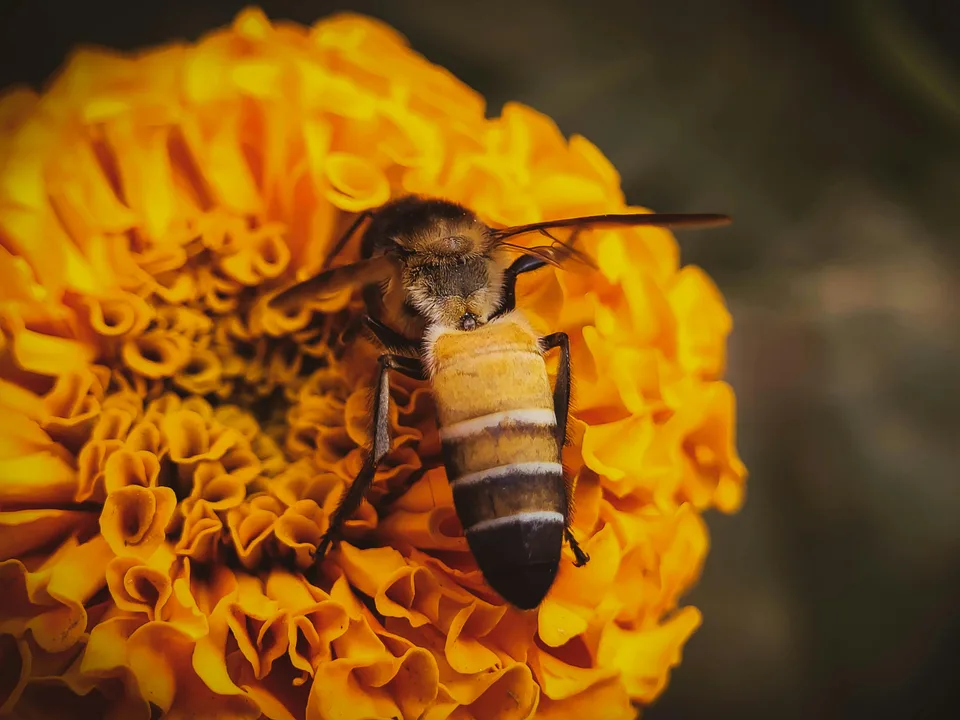 Pour la reconnaissance de l’Abeille comme patrimoine de l’Humanité