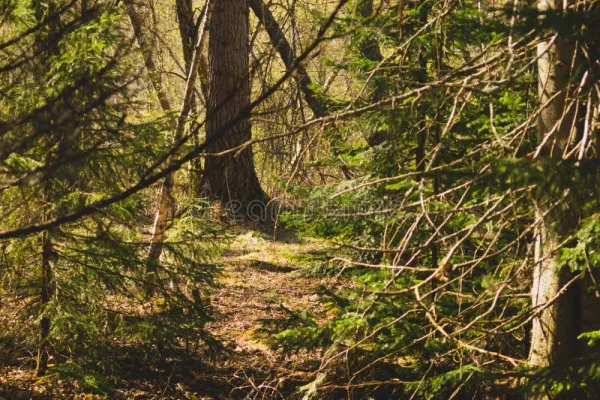 Save NH Timber Industry