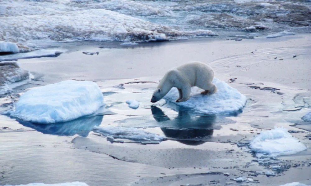 Help Prevent and Decrease Climate Change