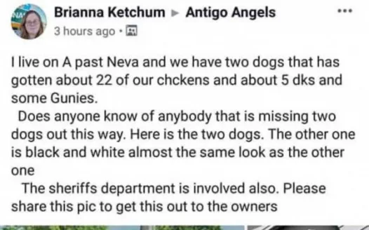 Woman poisoning Dogs
