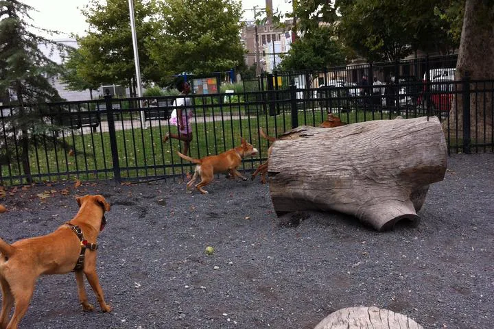 Wissinoming doggie land