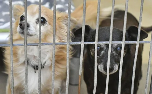 Rescue the Shelter - Montgomery City MO