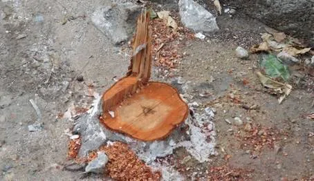 Σταματήστε την Κοπή των Δέντρων - Προστατεύστε το Πράσινο