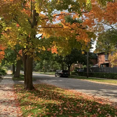 SAVE THE BRIDGE STREET TREES
