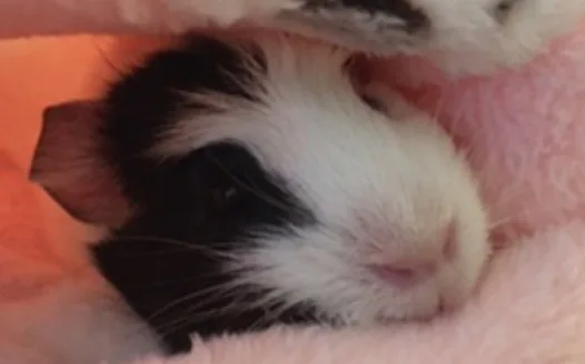 Make a guinea pig emoji