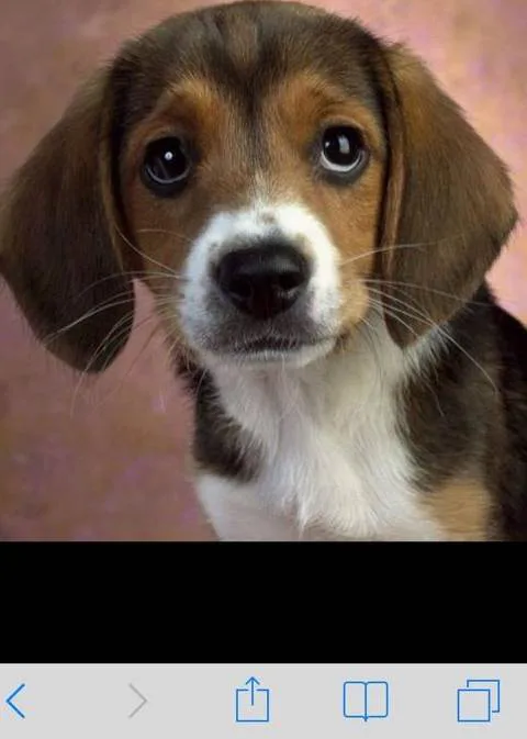 Beagle Puppy Testing Facility Approved in Yorkshire