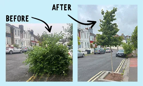 I support a new tree in Inwood and Compton