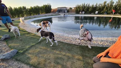 Dog Park