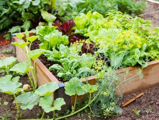 Install a Community Vegetable Garden on SJ Campus
