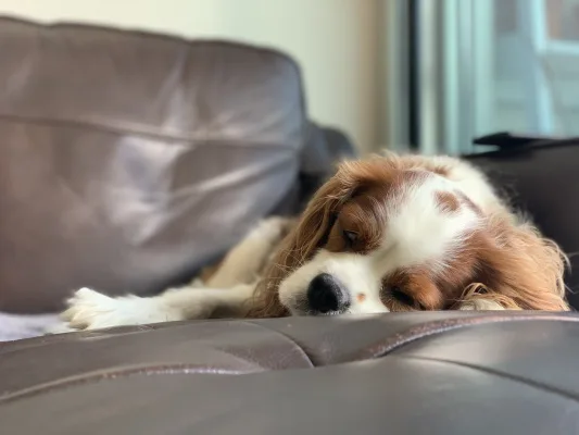 Say NO to morning walks