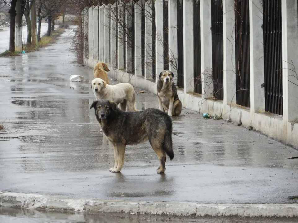 Save Dogs and Cats in Romania 