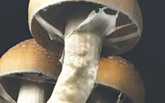 Psilocybin Decriminalization Initiative Florida