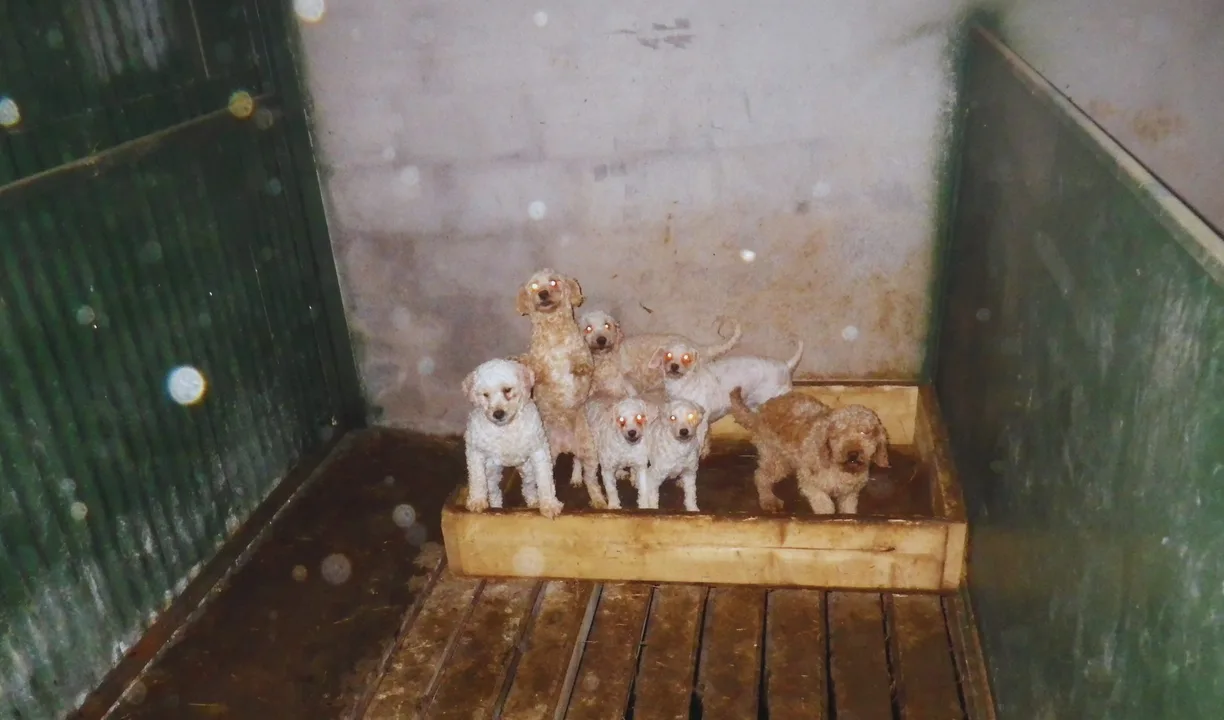 MAKE PUPPY FARMS ILLEGAL IN IRELAND