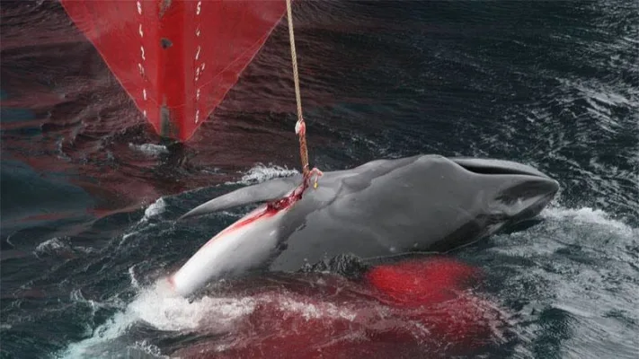 Stop the slaughter of Whales and Dolphins by Japan