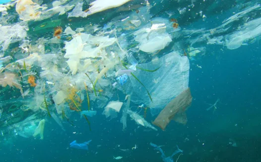 Minnesota, plastic bags and the environment
