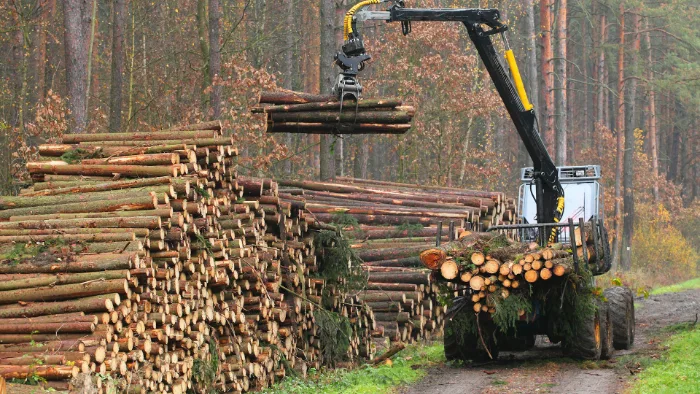 To stop the destruction of the Pine Woods