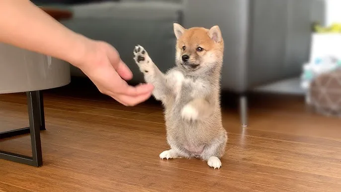 Get Phan a Puppy